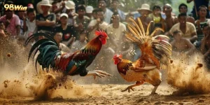 Cược đá gà