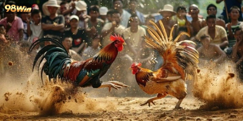 Cược đá gà