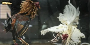 Đá gà Thomo ở đâu