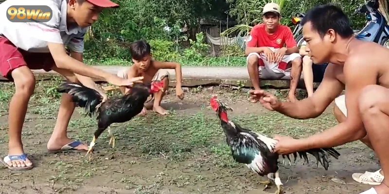 Theo dõi các hình thức cược đá gà hấp dẫn fan