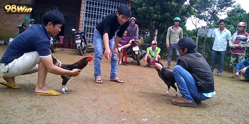 Tìm hiểu thông tin sơ lược về thể loại cược đá gà hấp dẫn